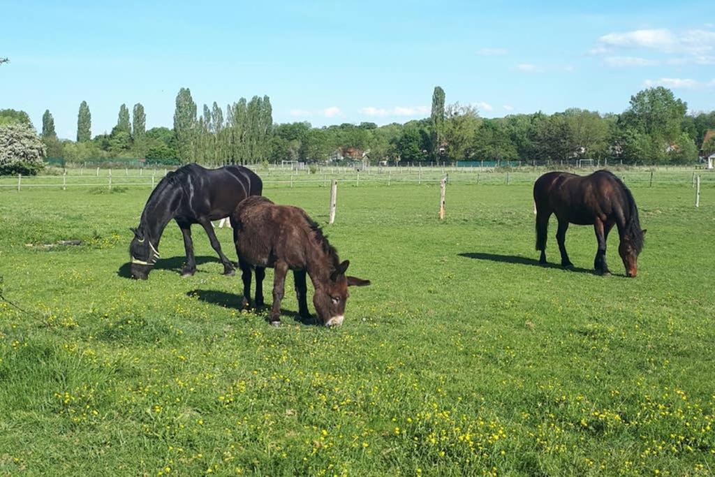 Gite "Le Platane" 45 M2 - Climatise Monswiller Luaran gambar