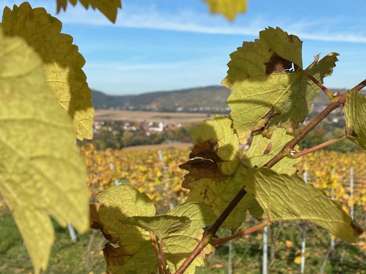 Gite "Le Platane" 45 M2 - Climatise Monswiller Luaran gambar