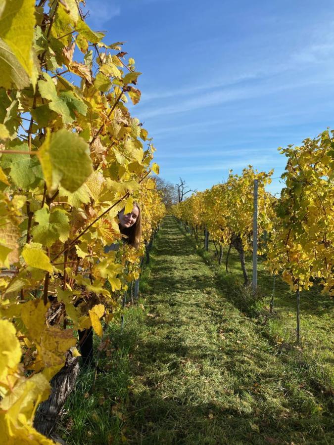 Gite "Le Platane" 45 M2 - Climatise Monswiller Luaran gambar
